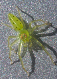Magnolia Green Jumper